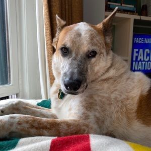 Meet your Posher, Emmie